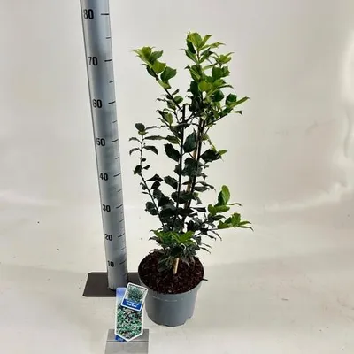 Produktbild von Ilex meserveae 'Blue Maid' - Stechpalme | 50 -60 cm im Topf