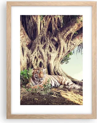 Produktbild von Gerahmtes Poster - Rahmen in heller Eiche - Tiger Wild Baum - 30x40 cm - Wand Bild - Wanddeko - Wandbilder - Kunstposter - Wandposter - Bilderrahmen - Bilder - Kunstdruck - P2NPA30x40-5124