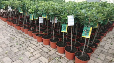 Produktbild von Prunus domestica 'Zwergobst', Terrassenobst, 40 cm Stammhöhe