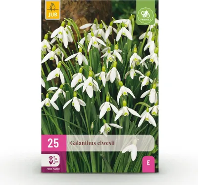 Produktbild von Blumenzwiebeln - Galanthus Elwesii - Weiß - 25 Pflanzen - Zwiebelgröße 5/6 - Gartenpflanze - Multideal