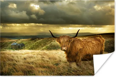 Produktbild von MuchoWow® Poster Schottische Hochlandrind - Licht - Natur 180x120 cm - Fotoplakat