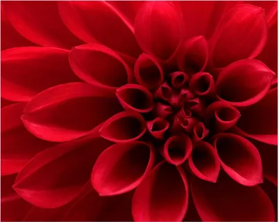 Produktbild von Wallario Poster - Rote Dahlienblüte in Nahaufnahme, Kunstdruck Größe: 40 x 50 cm