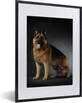 Produktbild von MuchoWow® MuchoWow® Gerahmtes Poster Porträt eines Deutschen Schäferhundes mit schwarzem Hintergrund 30x40 cm - Poster mit zchwarzem Bilderrahmen - Wandposter Schlafzimmer