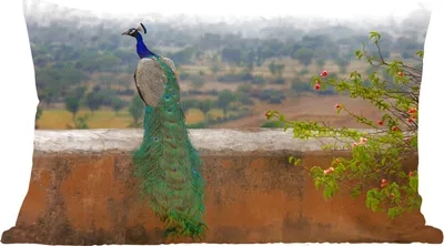 Produktbild von MuchoWow® Zierkissen Sofakissen Wohnzimmer Dekokissen 50x30 cm Pfau - Wand - Natur - Wohnzimmerdekoration - Polster mit Photo