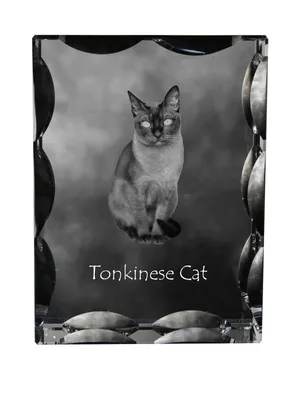 Produktbild von Tonkinese Katze - Kristall mit Katzenbild, Glasstatuette mit Bild, einzigartiger Bilderrahmen der Marke Art-Dog
