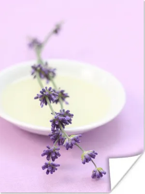 Produktbild von MuchoWow® Poster Nahaufnahme von Lavendel auf einem rosa Hintergrund 120x160 cm - Wandbilder