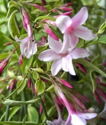 Produktbild von Jasminum beesianum - Rosablühender Jasmin - 40-60cm
