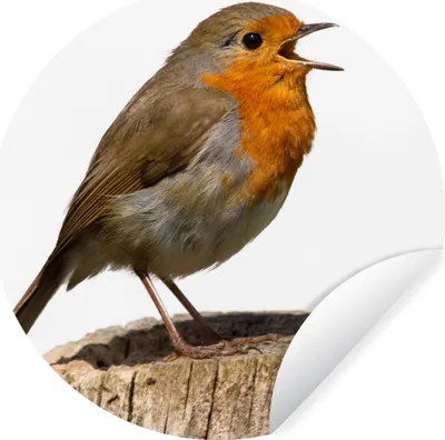 Produktbild von MuchoWow® Runde Wandtattoo - Wandsticker Tapete Aufkleber Rotkehlchen - Vogel - Holz Ø 50 cm Selbstklebend und Repositionierbar - Wandaufkleber - Kreis - Wand Kreis - Wand Bild - Foto Tapete - Selbstklebende - Wohnzimmerdekoration - Wand Dekoration - Kinderzimmer