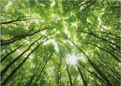 Produktbild von Leinwandbild Bäume Blätter 50 x 70 cm - Wandbild Wald Grün - Keilrahmen Laubwald Wohnzimmerdeko Wanddeko Wandgemälde
