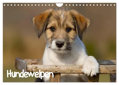 Produktbild von Hundewelpen (Wandkalender 2027 DIN A4 quer), CALVENDO Monatskalender