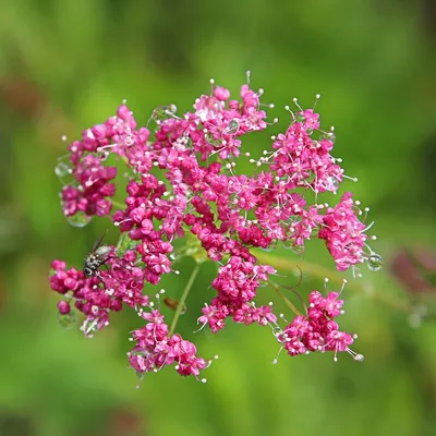 Obrázok produktu pre 6 kusov rastliny Pimpinella major | Kvetináč 9x9 cm