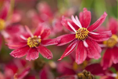 Produktbild von Coreopsis rosea 'Limerock Ruby', Mädchenauge, rubinrot, ca. 11x11 cm Topf