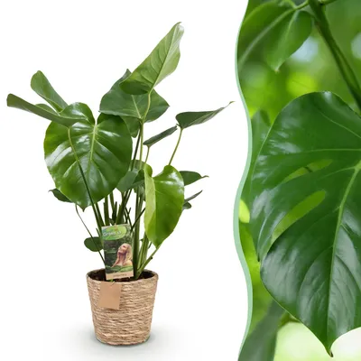Image de Green BoutiQ - Green, c'est... Plantes d'intérieur - Monstera Deliciosa - Plante à trous - Peu d'entretien - avec panier - Vert - 1 plante - Pot de 21 cm - Hauteur 70-80 cm