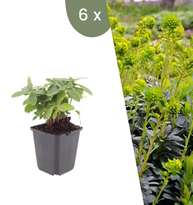 Productafbeelding van Planten van Frank | 6 Mandelbladachtige Wolfsmelkplanten | Euphorbia amygdaloides var. Robbiae | Bodembedekker | Winterhard | Meerjarig | Tuinplanten