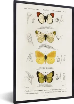 Produktbild von MuchoWow® MuchoWow® Gerahmtes Poster Schmetterling - Vintage - Insekten 40x60 cm - Poster mit zchwarzem Bilderrahmen - Papierdruck - Wandbilder