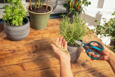 Produktbild von Gardena HerbCut, Bypass, Kunststoff, Grün, Edelstahl, Edelstahl, Deutschland
