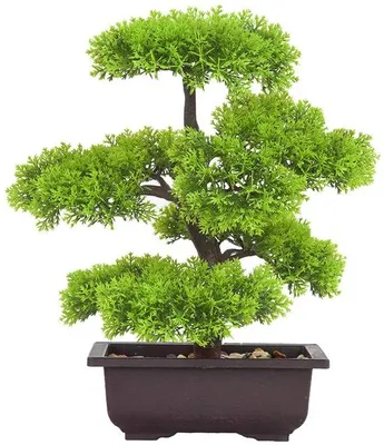 Immagine prodotto di Bonsai artificiale - Pianta artificiale realistica per interni - 33 x 16 x 4 cm