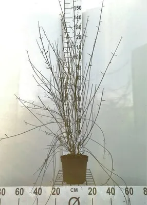 Obrázok produktu pre Spartium junceum - Spartium 40- 60 cm - Kontajner