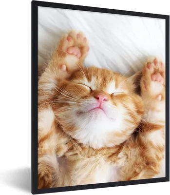 Produktbild von MuchoWow® Gerahmtes Poster Katze - Rot - Haustiere - Kätzchen 60x80 cm - Poster mit Schwarzem Bilderrahmen Wandposter Rahmen Foto Bilder - Premium - Wanddeko Wohnzimmer