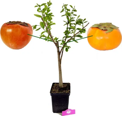 Produktbild von Diospyrus Kaki 'Duo' zwei Arten an einem Baum, 5 Liter Topf