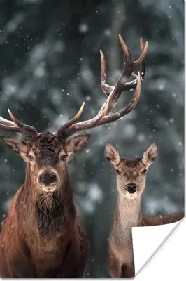 Produktbild von MuchoWow® Poster Hirsche - Tiere - Winter - Geweih - Schnee - Natur 40x60 cm - Plakate für die Wand - Poster Babyzimmer