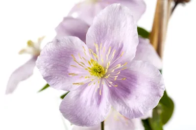 Produktbild von Clematis montana 'Rubens', Berg-Waldrebe, rosa Blüten, 80–100 cm
