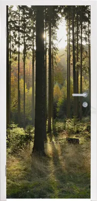 Obrázek produktu pro MuchoWow® Plakát na dveře - Les - léto - slunce - 205x75 cm - Samolepicí fólie na dveře
