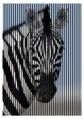 Produktbild von Akustikpaneele mit Digitaldruck Zebra01 19 x 1693 x 2400 mm Zebra MDF PET-Fasern Wandpaneele Schwarz Weiß Blau 3 Einzelplatten