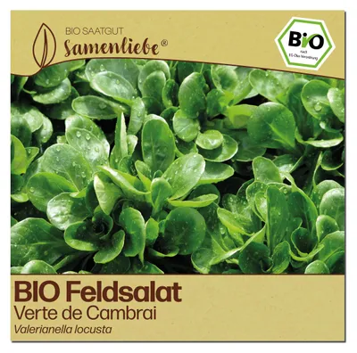 Produktbild von Samenliebe  Feldsalat Samen | Verte de Cambrai - winterhart & nussig & sehr groß & robust - samenfestes  Saatgut
