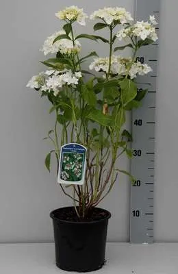 Imagen del producto de Hydrangea macrophylla 'Libelle' ('libélula') - Hortensia común. 25-30 cm. Maceta