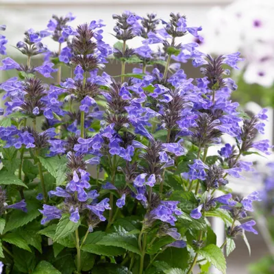 Produktbild von 6 x Kaukasische Katzenminze - Nepeta kubanica  | Topf 9cm x 9cm