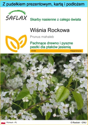 Zdjęcie produktu dla SAFLAX - Zestaw prezentowy - Wiśnia Rockowa - 30 Nasiona - Z pudełkiem upominkowym, etykietą wysyłkową, kartą podarunkową i podłożem uprawowym - Prunus mahaleb