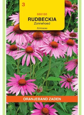 Immagine prodotto di Oranjeband Echinacea (Rudbeckia) Purpurea Purpurrosa - 1 confezione di semi