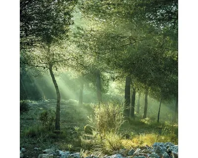 Produktbild von Giclée Leinwandbild Forest Harmony VI 80x80 cm