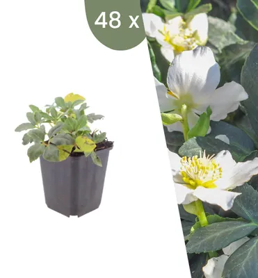 Produktbild von Plants by Frank | 48 Christrose Pflanzen | Helleborus Niger | Stauden | Winterhart | Mehrjährig | Gartenpflanzen