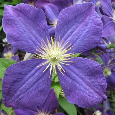 Obrázek produktu pro Clematis Jackmani 2L