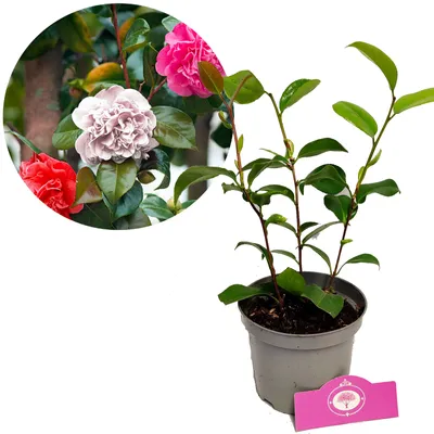 A potted Camellia japonica 'Tricolor' plant with a circular inset showing close-ups of its flowers.