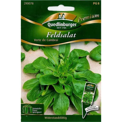 Zdjęcie produktu dla Quedlinburger Roszponka warzywna Verte de Cambrai - Nasiona warzyw Premium