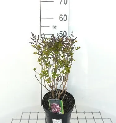 Obrázok produktu pre Syringa hybr. 'Josee' - Šeřík 30- 40 cm - Kontajner