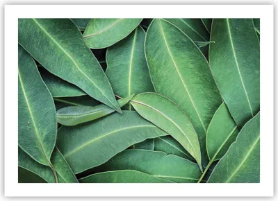 Produktbild von Poster - Poster ohne Rahmen - Blätter Eukalyptus Natur - 70x50 cm - Wand Bild - Wanddeko - Wandbilder - Kunstposter - Wandposter - Bilder - Kunstdruck - Wanddekoration - Wandbild - P2XAA70x50-4933