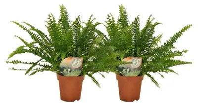 Produktbild von Nephrolepis-Kringelfarn | 2 Stück - 30cm - Ø12cm - Zimmerpflanze - Multideal