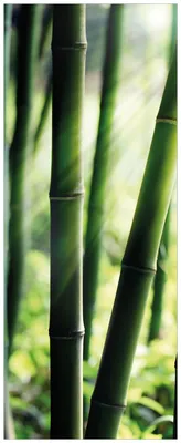 Produktbild von Wallario Wandbild aus Acryl, 200 x 80 cm, freischwebende Optik - Bambuswald und Sonnenstrahlen