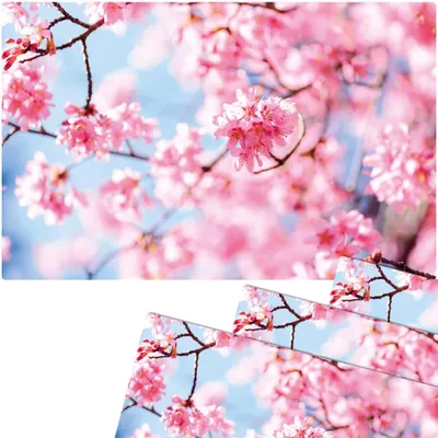 Immagine prodotto di Set di 4 tovagliette lavabili con fiori di ciliegio primaverili