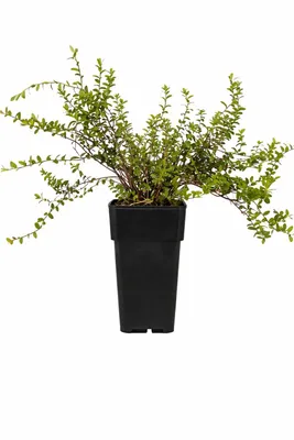 Produktbild von Großfrüchtige Moosbeere Vaccinium macrocarpon Early Black Cranberry ca. 30 cm Pflanze winterhart – Herbstgeschmack für Garten & Balkon kaufen