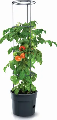 Produktbild von Prosperplast Tomatoes 29.5x29.5x 31.5-153 Cm Blumentopf Grau Grau One Size