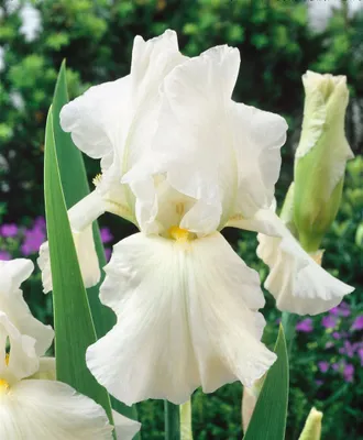 Produktbild von Iris x barb.-elat. 'Bianca', Schwertlilie, weiß, ca. 11x11 cm Topf