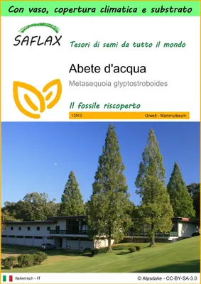 Immagine prodotto di SAFLAX Garden to go - Abete d'acqua  - 60 semi - Metasequoia