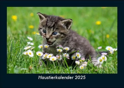 Produktbild von Haustierkalender 2025 Fotokalender DIN A5