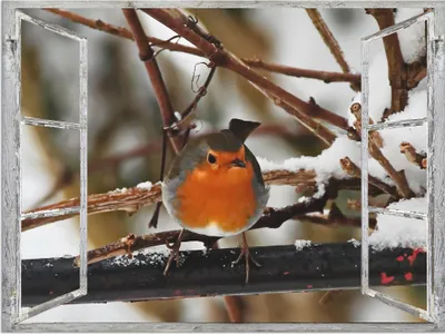 Produktbild von ARTland Wandbild Alu für Innen & Outdoor Fensterbild - Rotkehlchen Größe: 80x60 cm