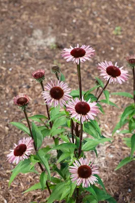 Produktbild von Echinacea purpurea 'Augustkönigin', Sonnenhut, rosa, ca. 11x11 cm Topf
